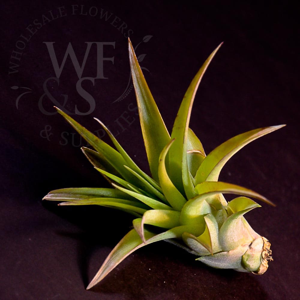 Tillandsia Brachycaulos medium