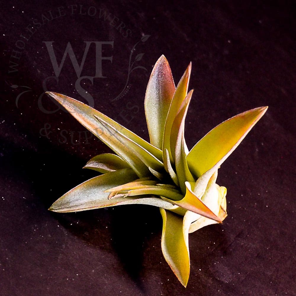 Tillandsia brachycaulos small