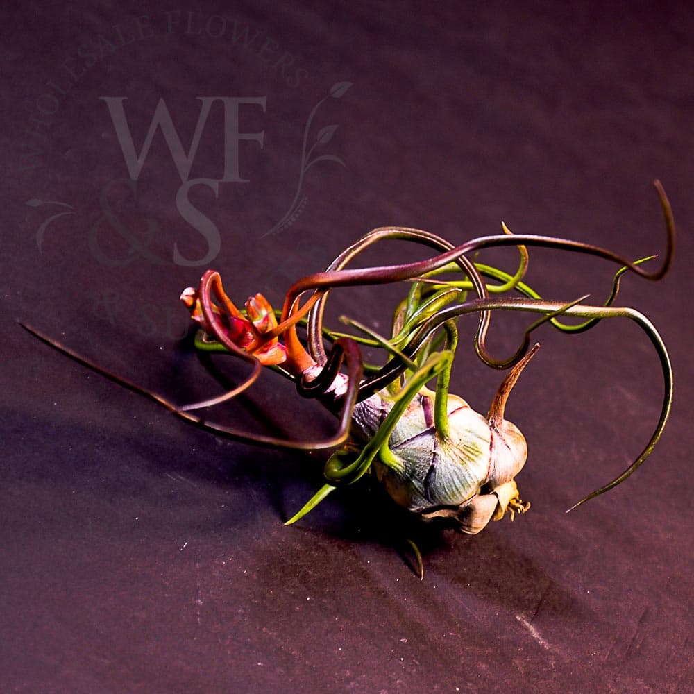 Tillandsia Bulbosa large