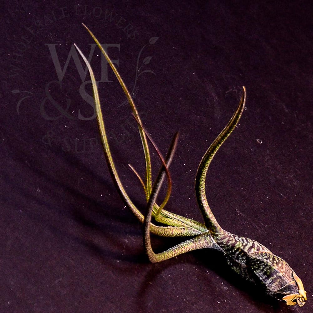 Tillandsia Butzii medium