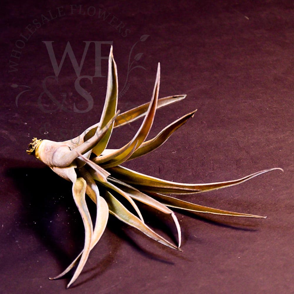 Tillandsia Capitata small