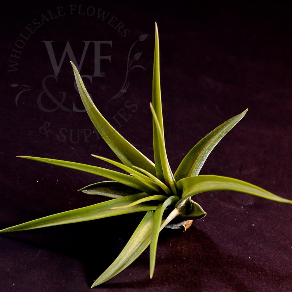 Tillandsia Concolor medium
