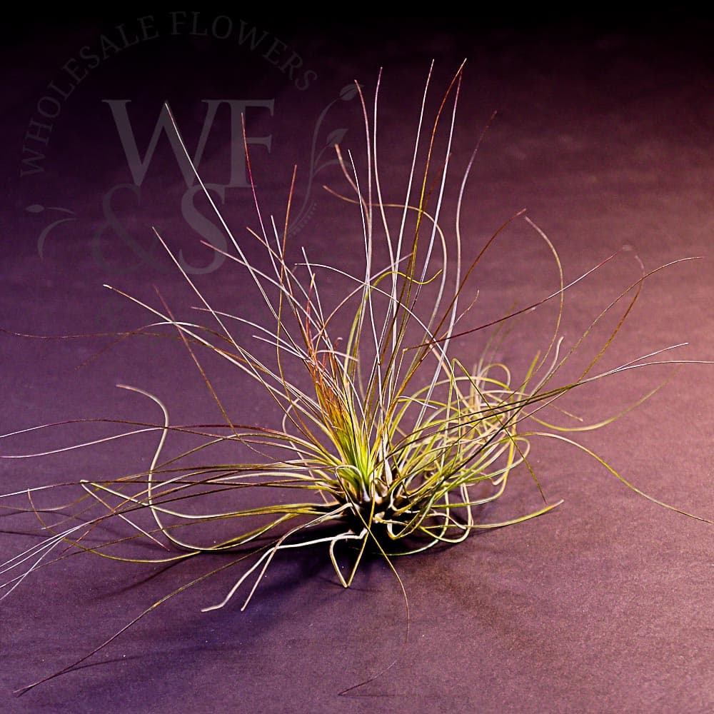 Tillandsia Filifolia medium