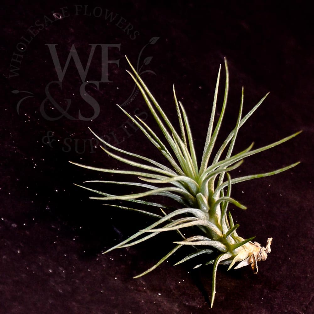 Tillandsia funkiana small 2"