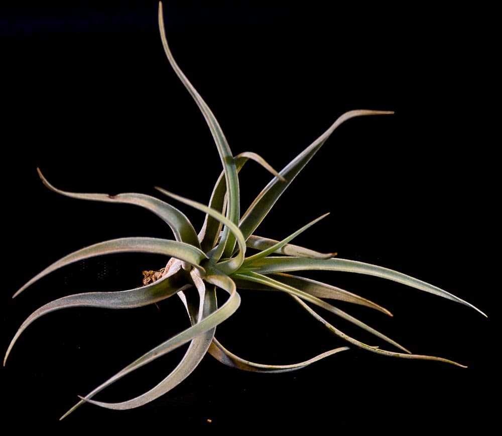 Tillandsia harrisii medium