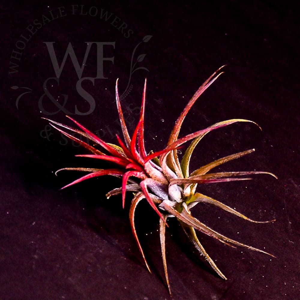 Tillandsia Ionantha fuego small