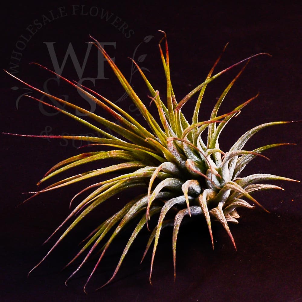 Tillandsia Ionantha medium
