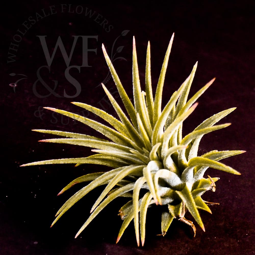 Tillandsia Ionantha small