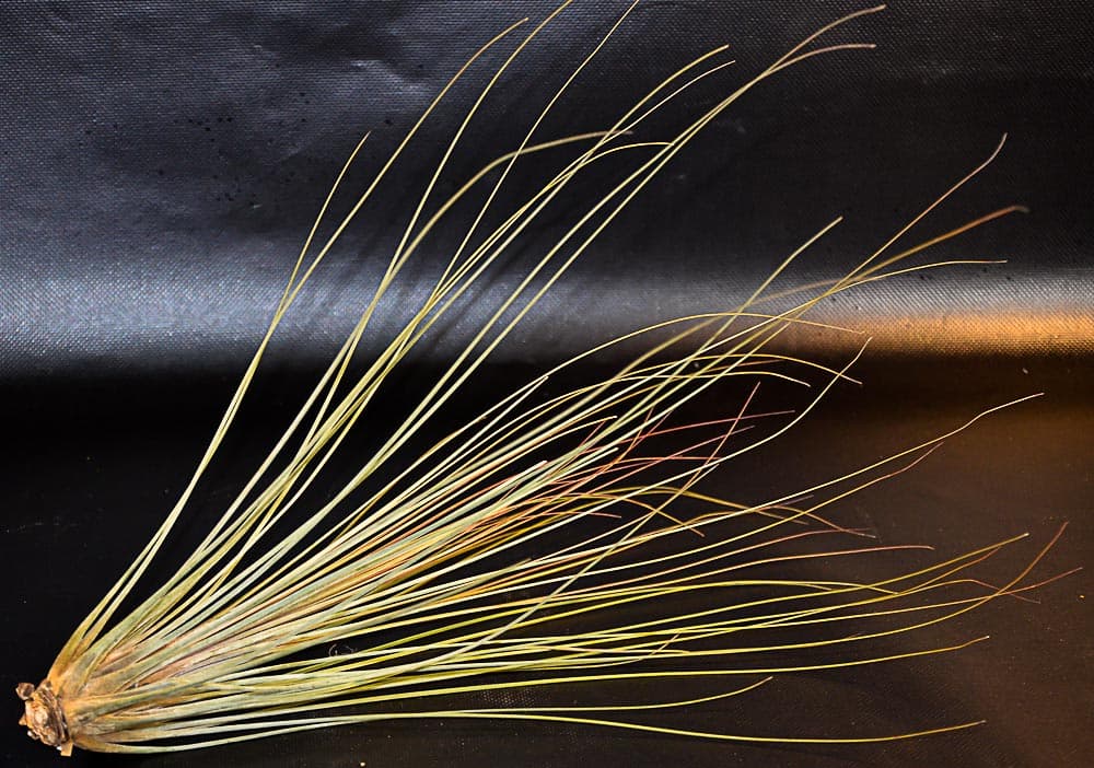 Tillandsia juncea large