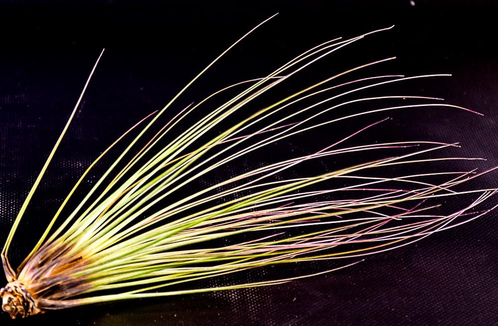 Tillandsia juncifolia large