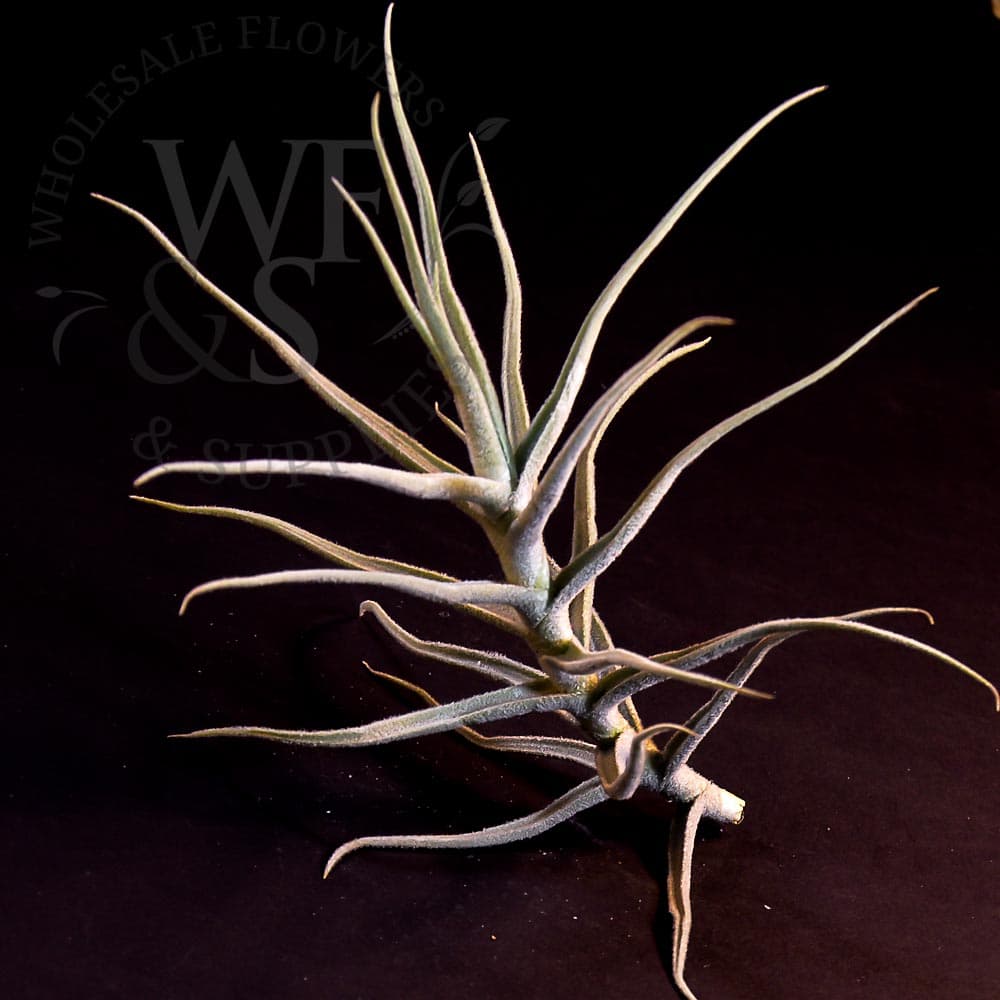 Tillandsia paleacea large