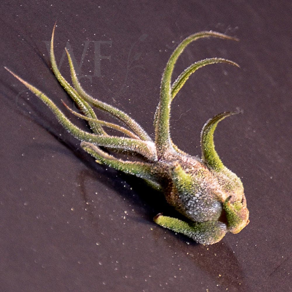 Tillandsia pruinosa small 2" air plants