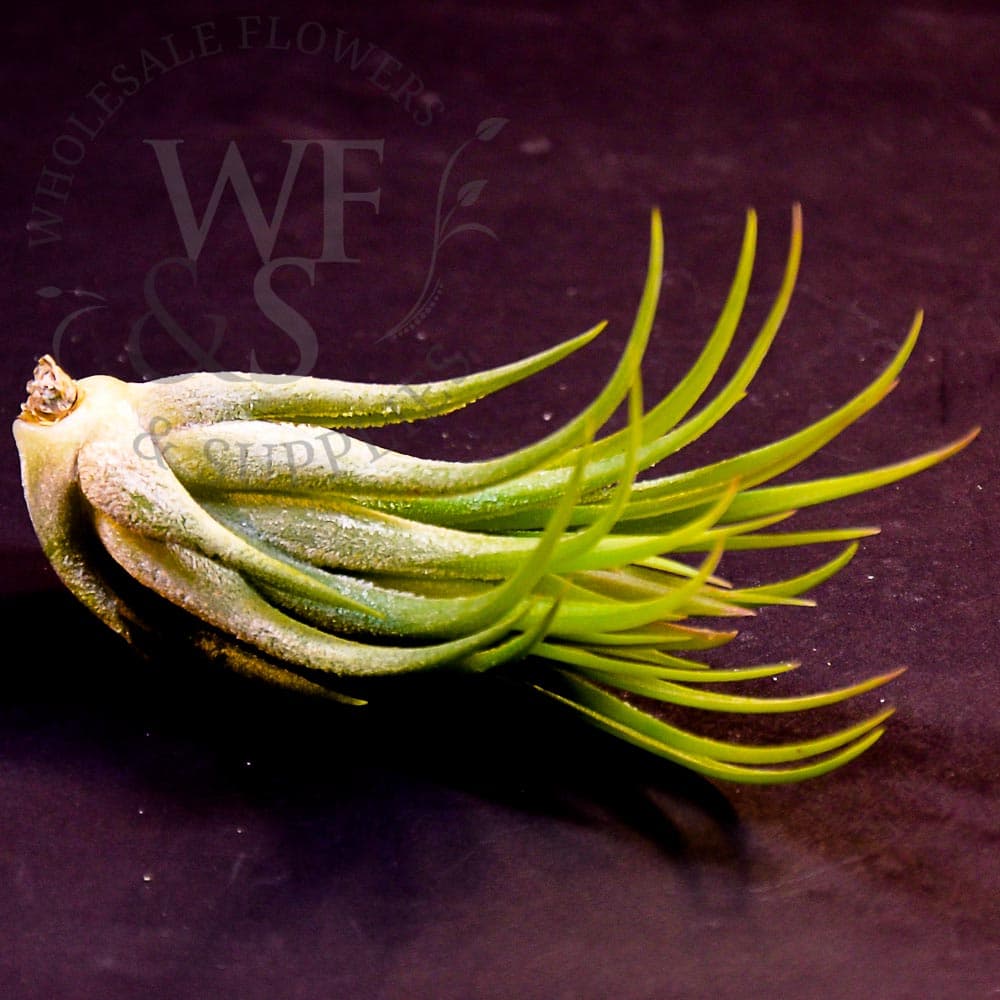 Tillandsia scaposa medium