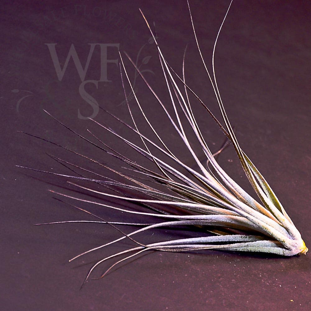 Tillandsia stricta "Black Tips" medium