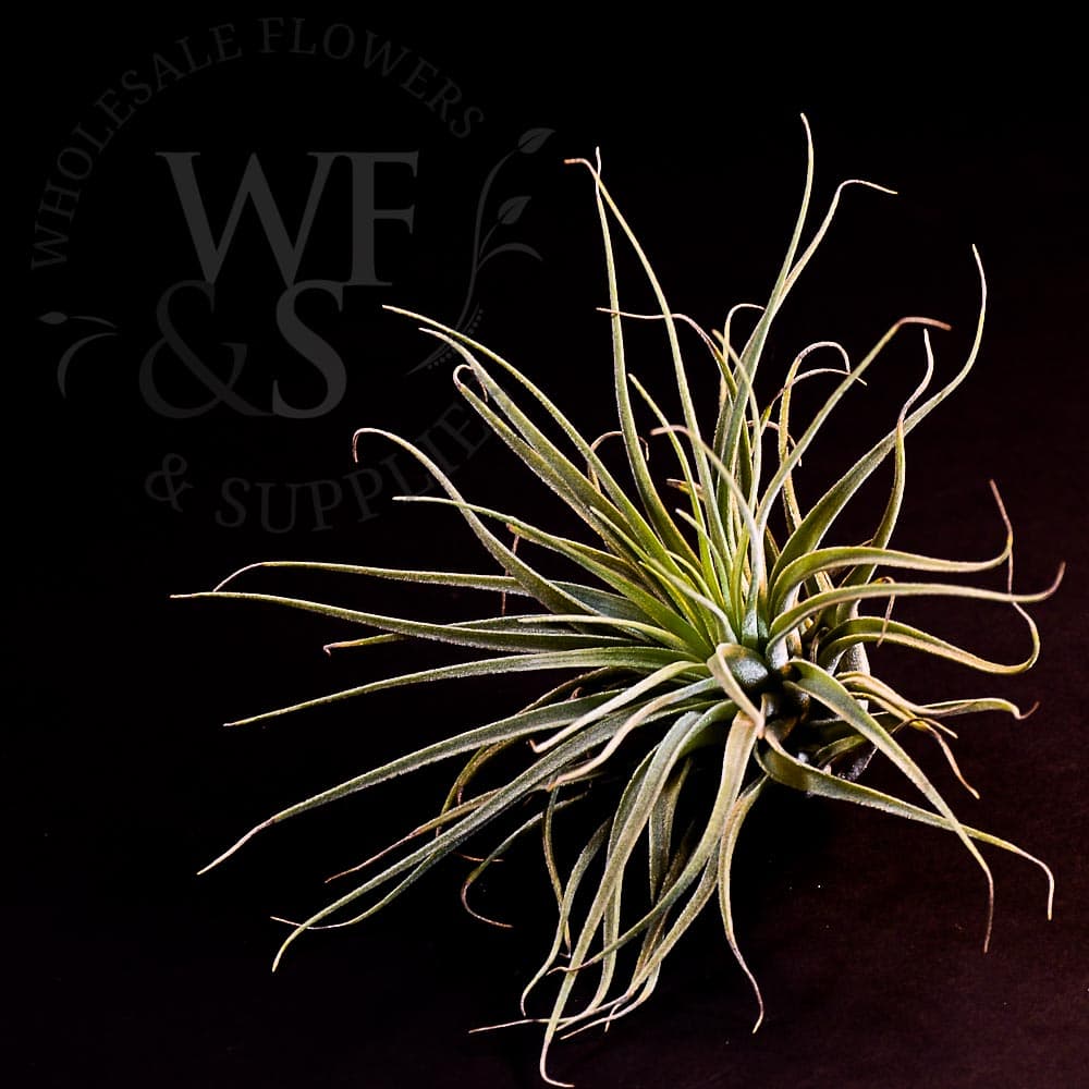 Tillandsia Velickiana 