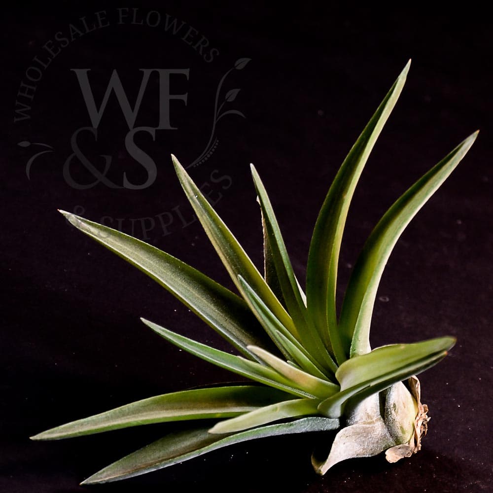 Tillandsia Velutina medium
