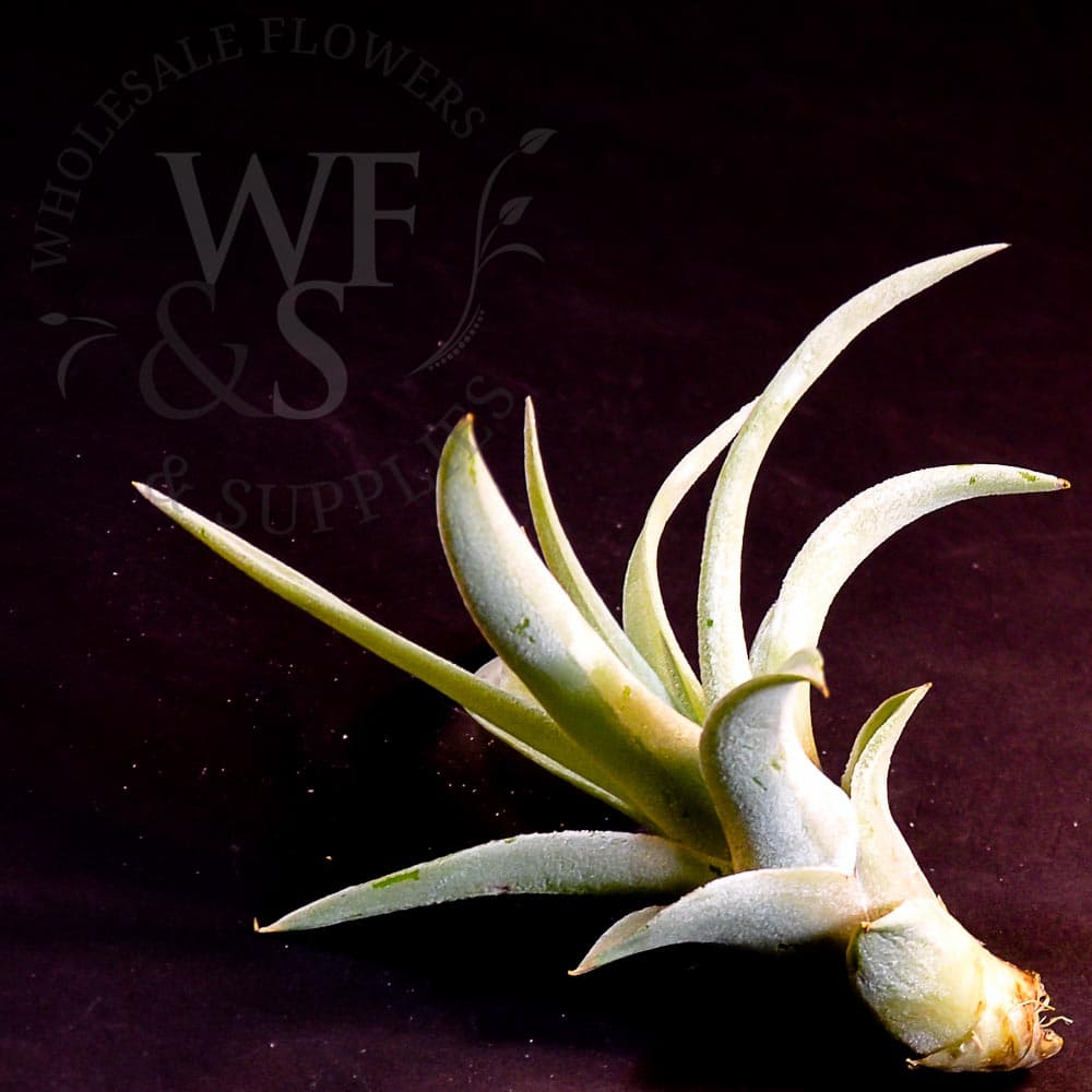 Tillandsia Velutina small