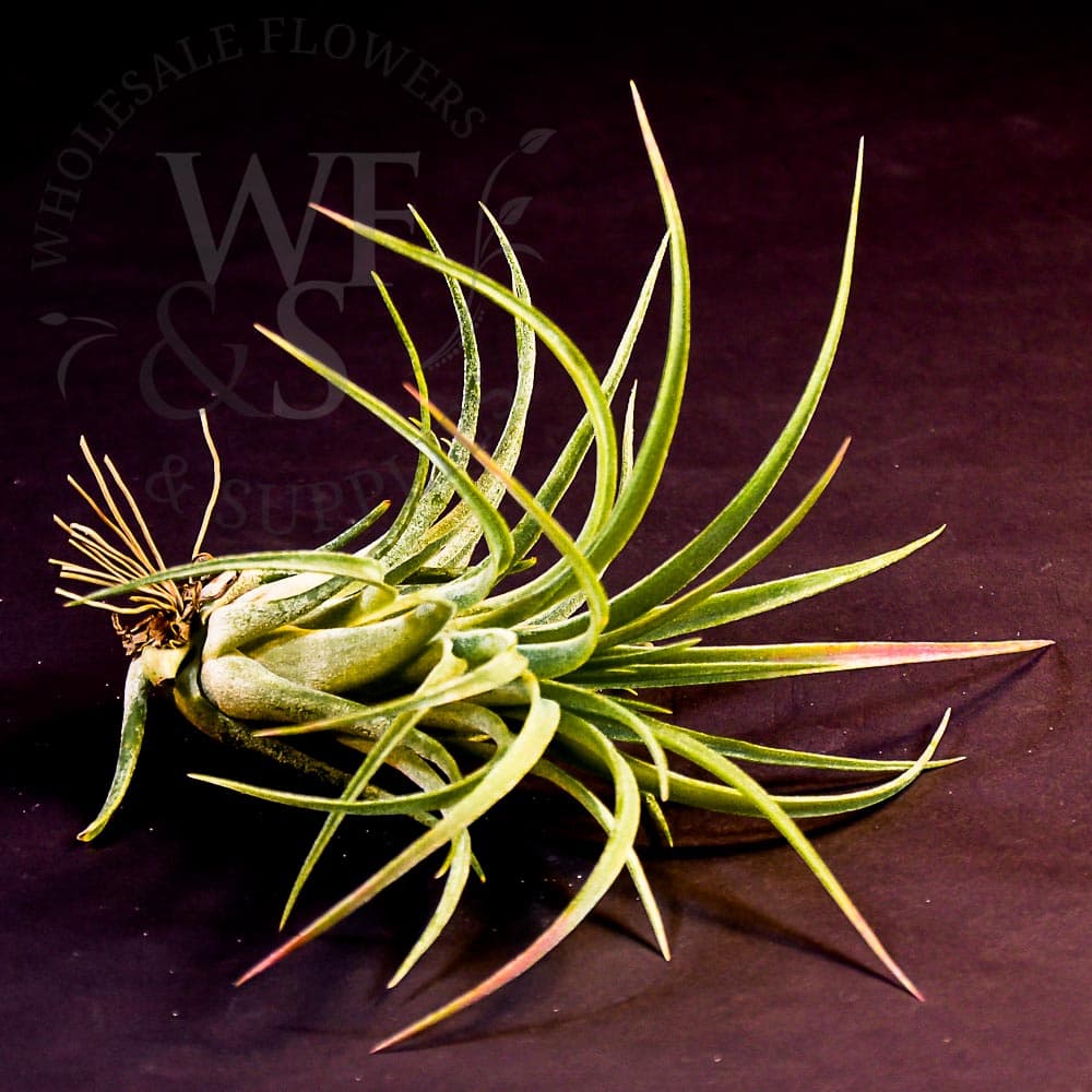 Tillandsia Victoriana medium