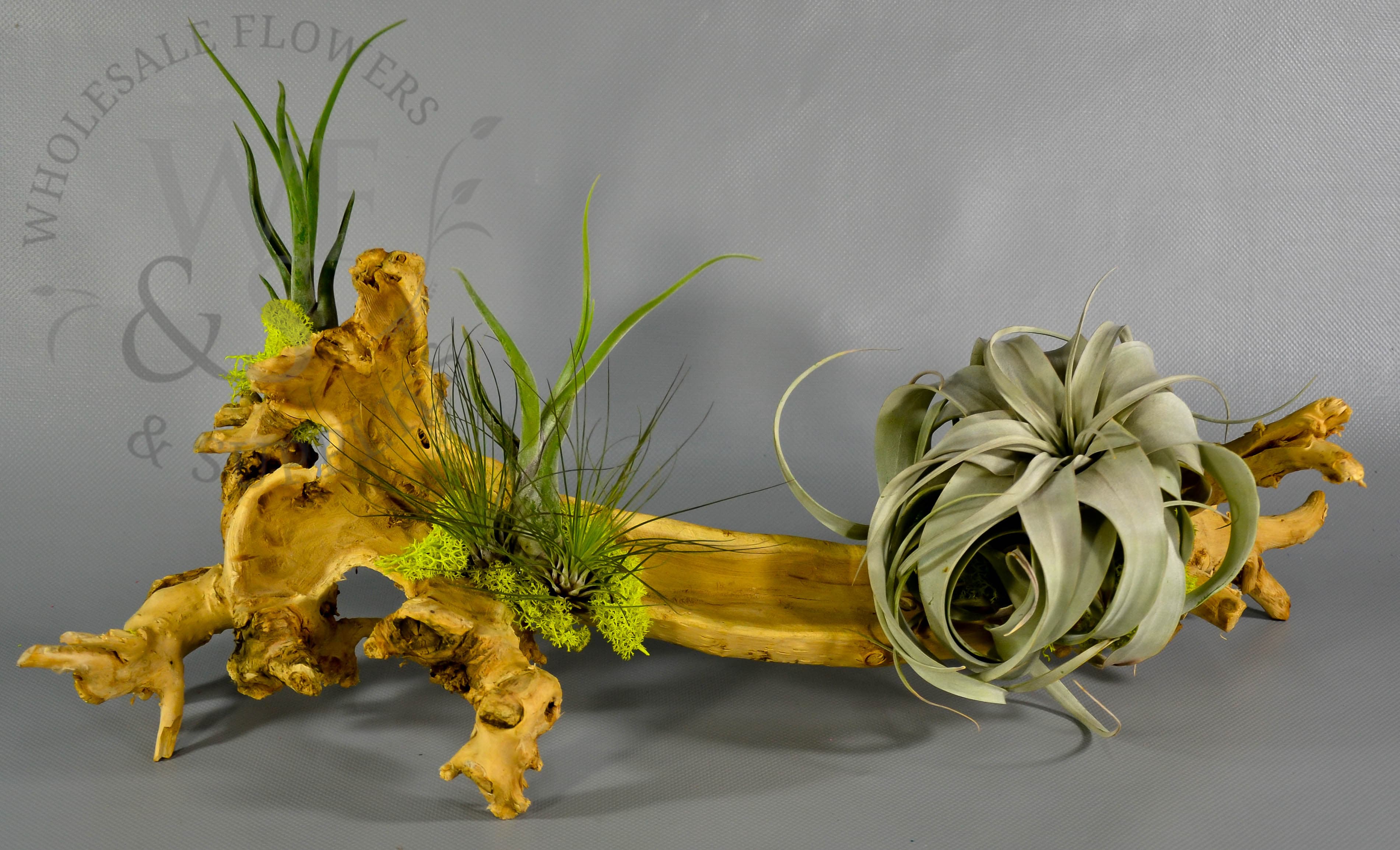 Tillandsia xerographica medium 5-6"