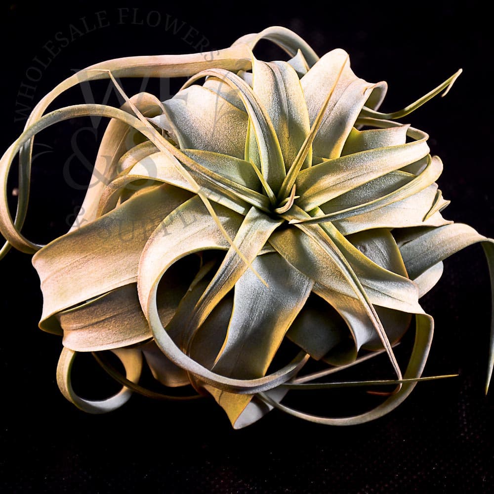 Tillandsia xerographica Large