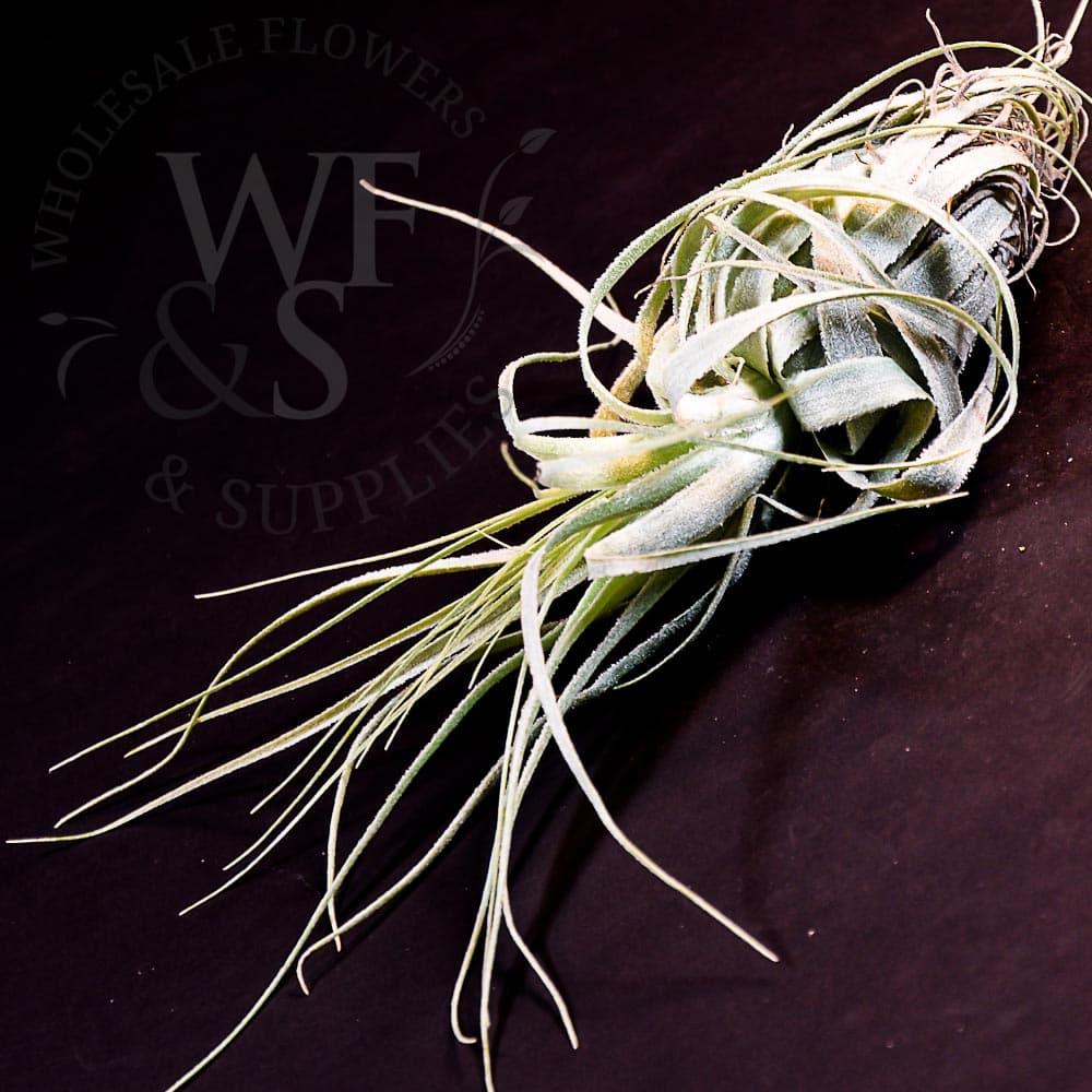 Tillandsia Gardneri medium