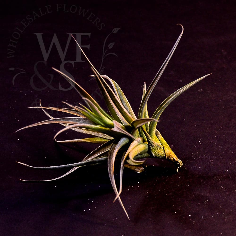 Tilllandsia aeranthos small