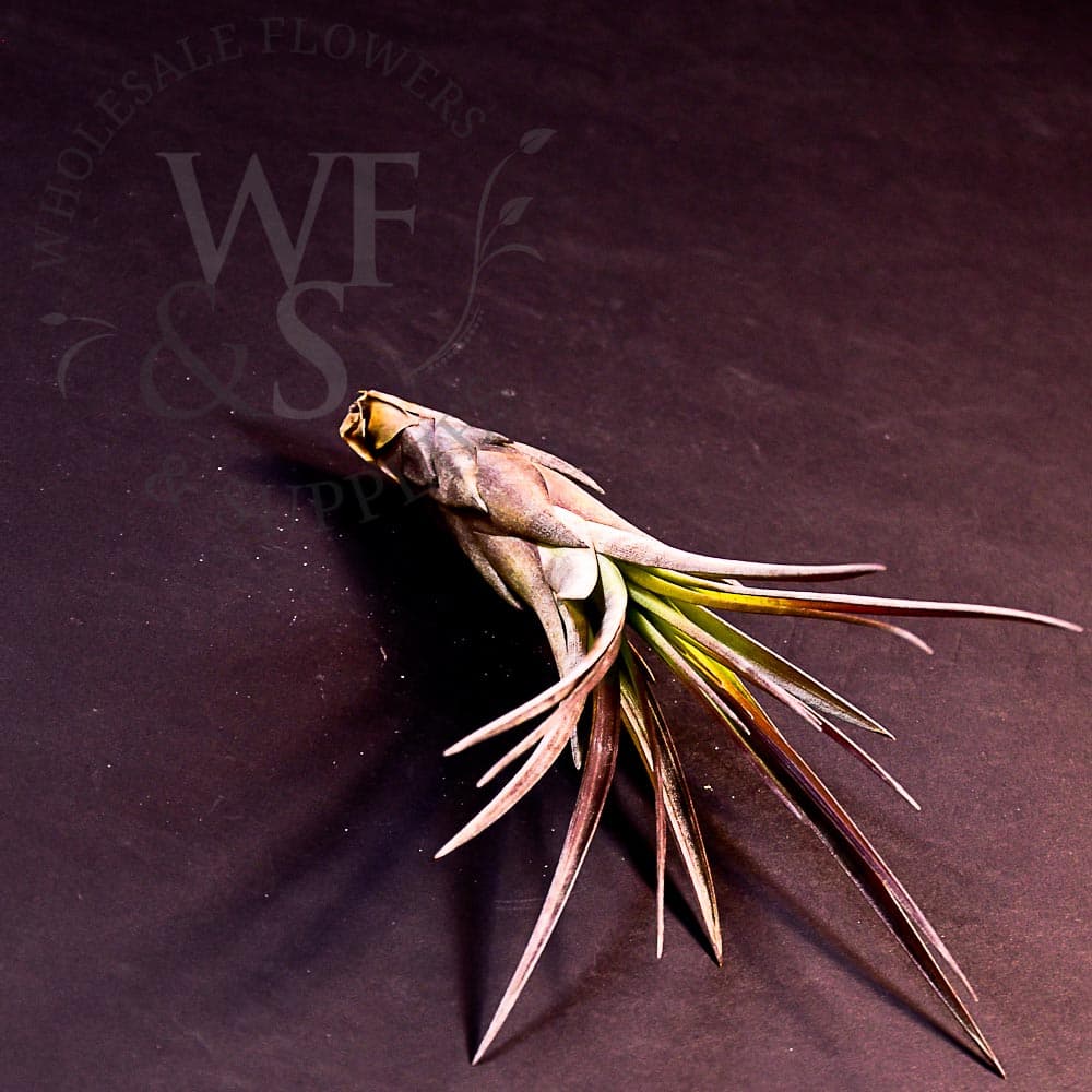 Tillandsia Tricolor small