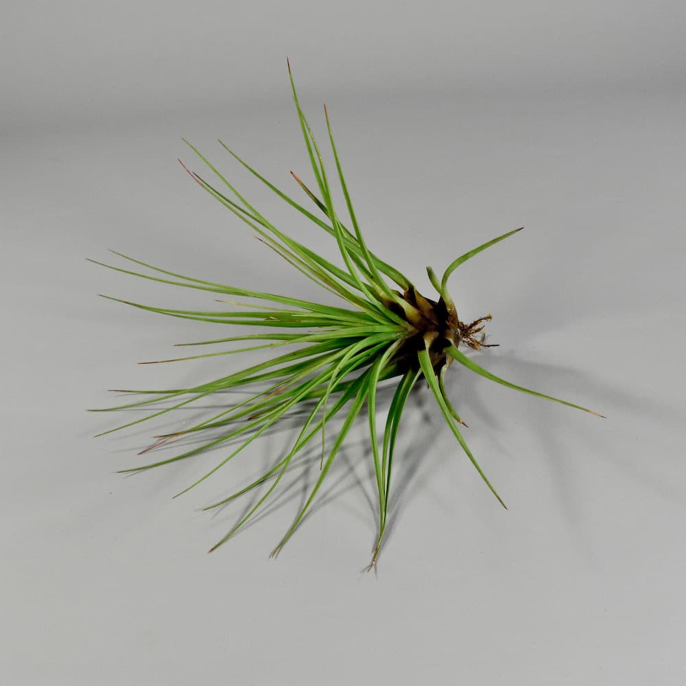 Tillandsia Tricolor large