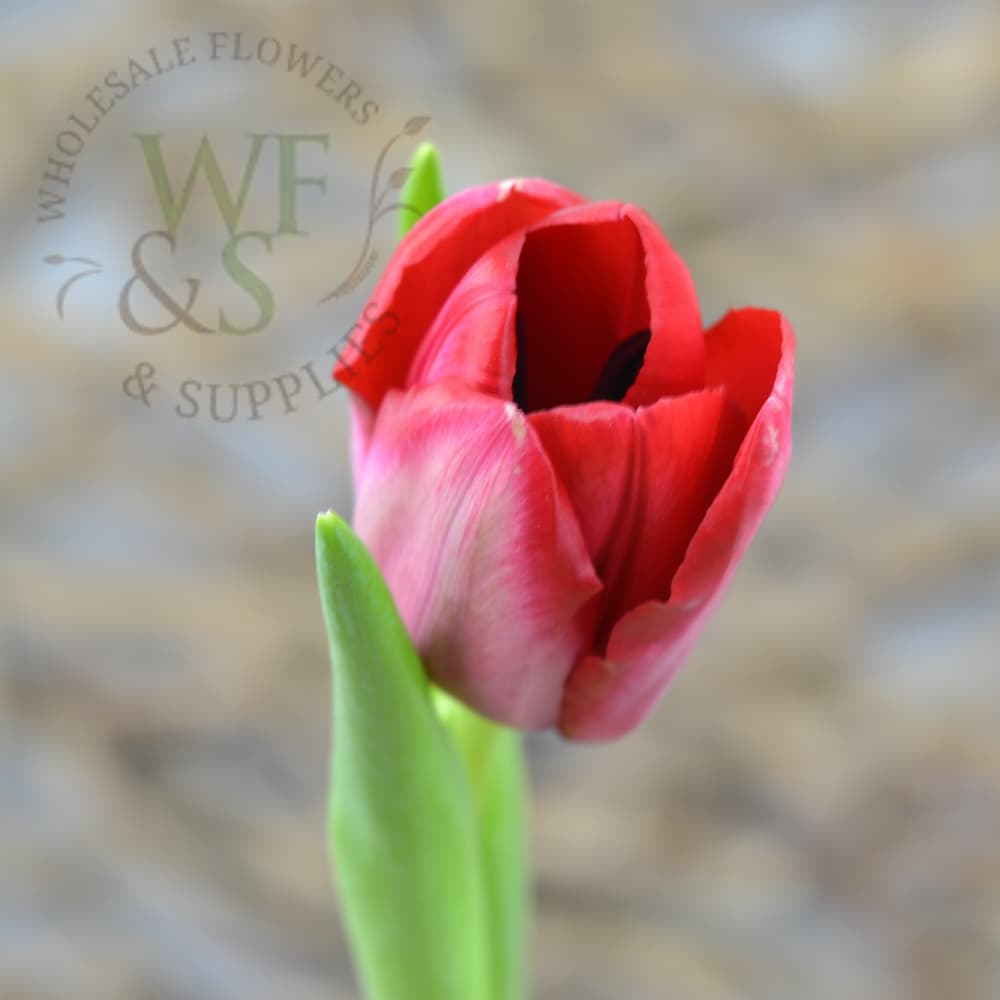 Tulips in White, Purple, Yellow, Pink, Red and Light Pink
