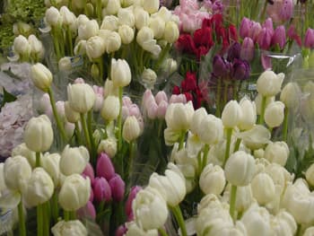 Tulips