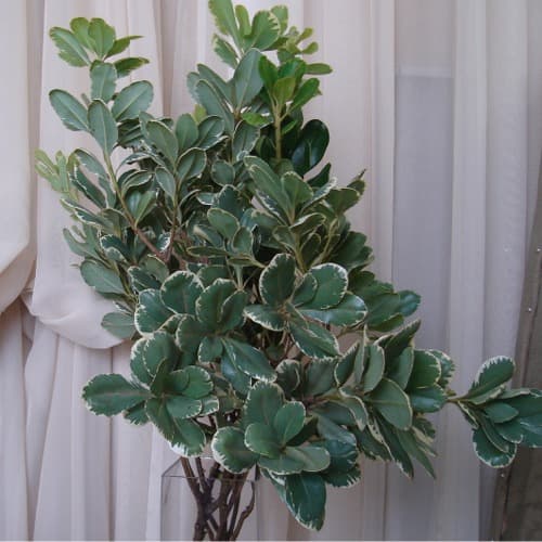 Variegated Pittosporum