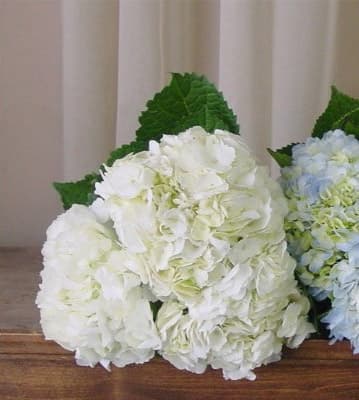 White Hydrangea