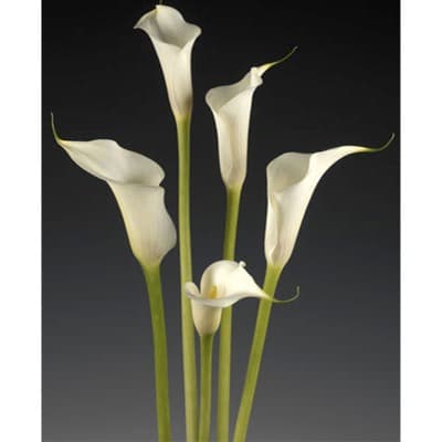White Calla Lilies