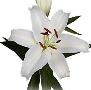 White Oriental Lily 160 Stems