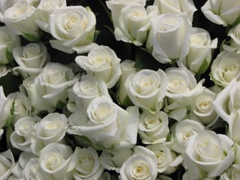 White Roses