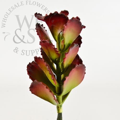 10.6" Kalanchoe Succulent (Discontinued)