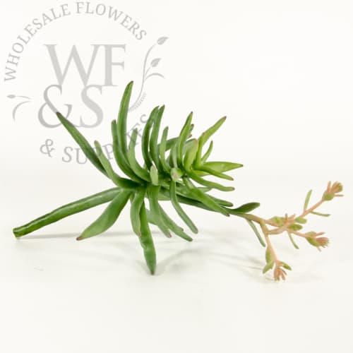 Flowering Green Succulent 10" DISC