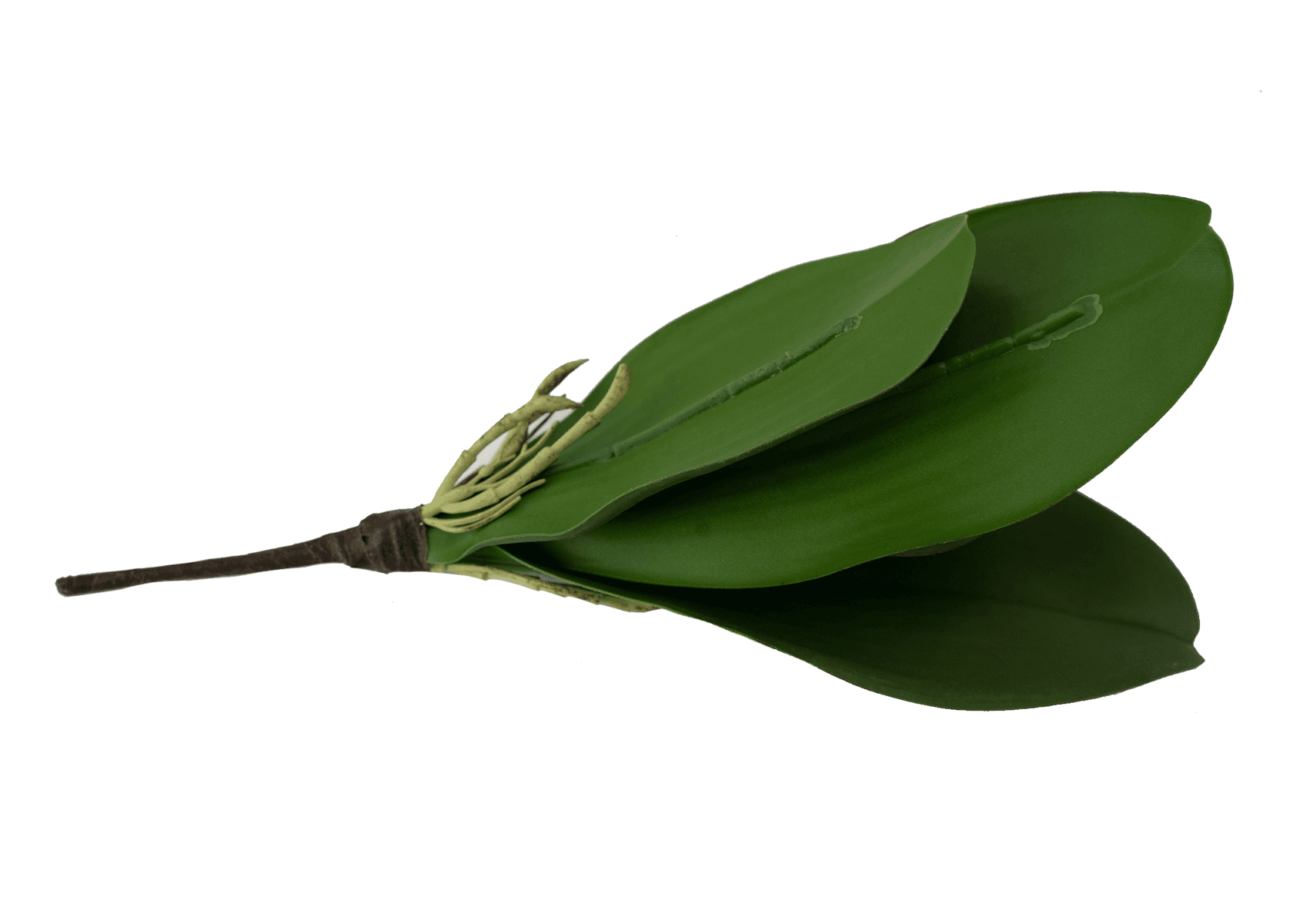 Phalaenopsis Plant Leaf Pick - 10 inch