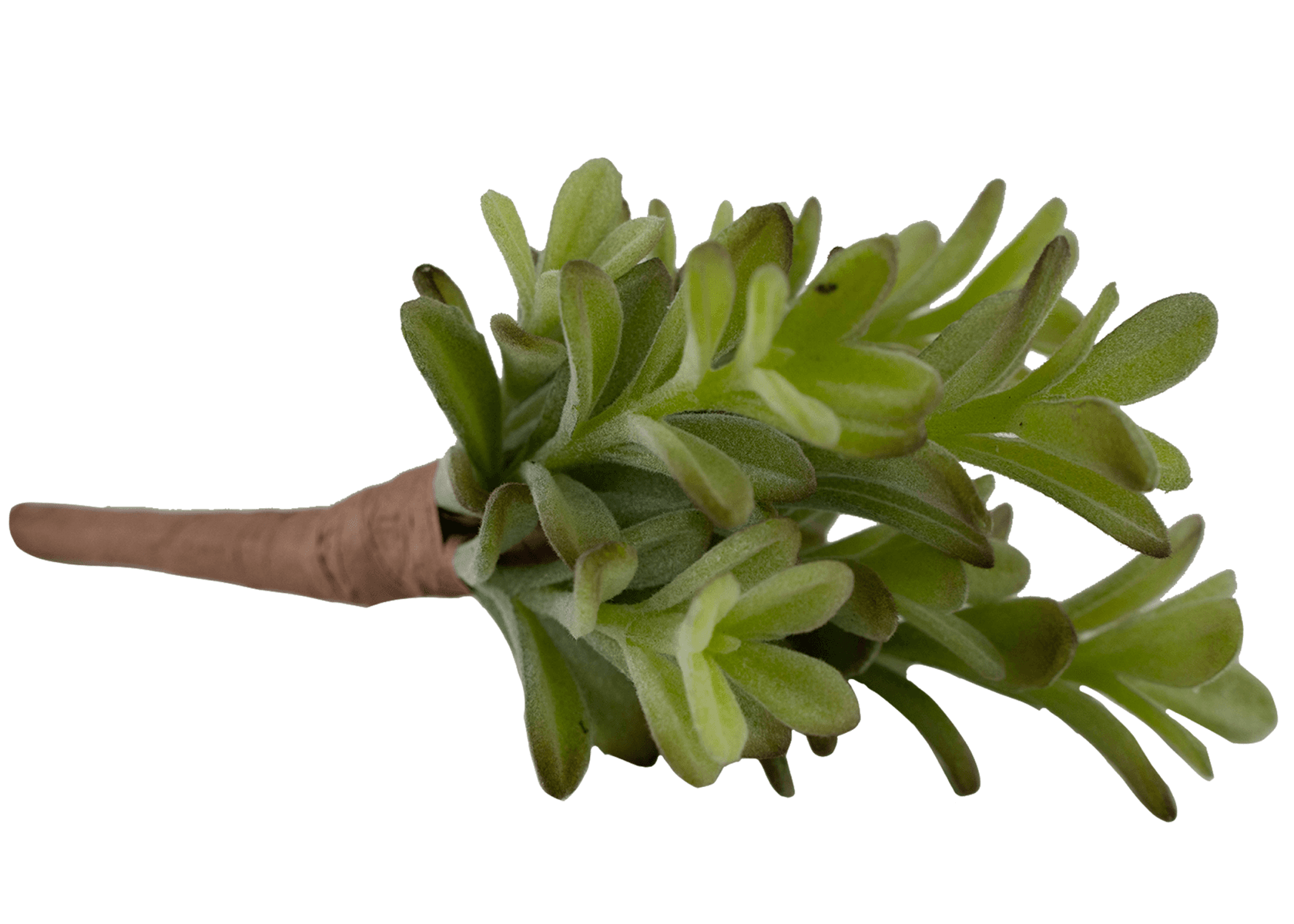 7" Donkey Tail Bush Gr/Fk