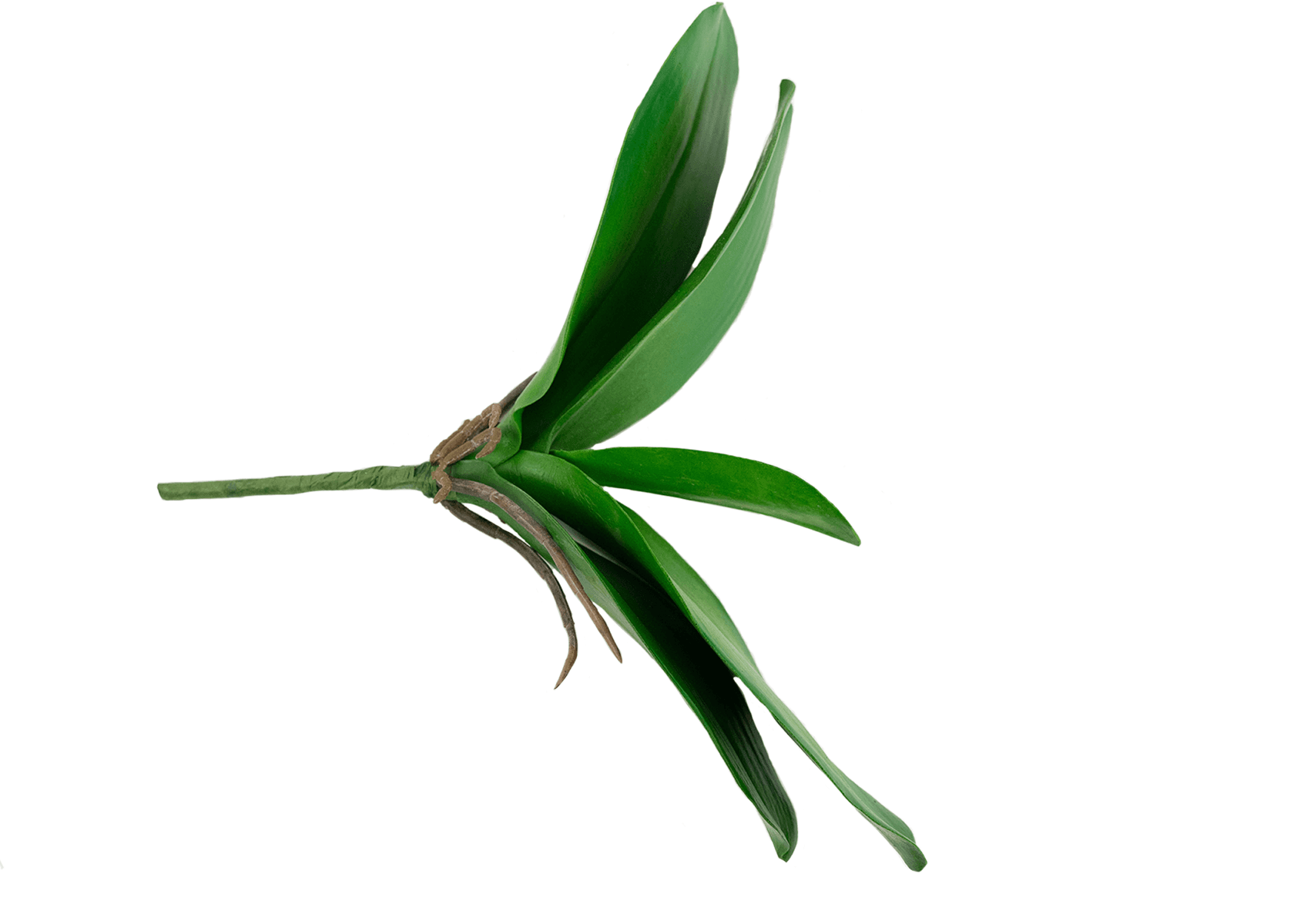 12" Phalaenopsis leaf plant