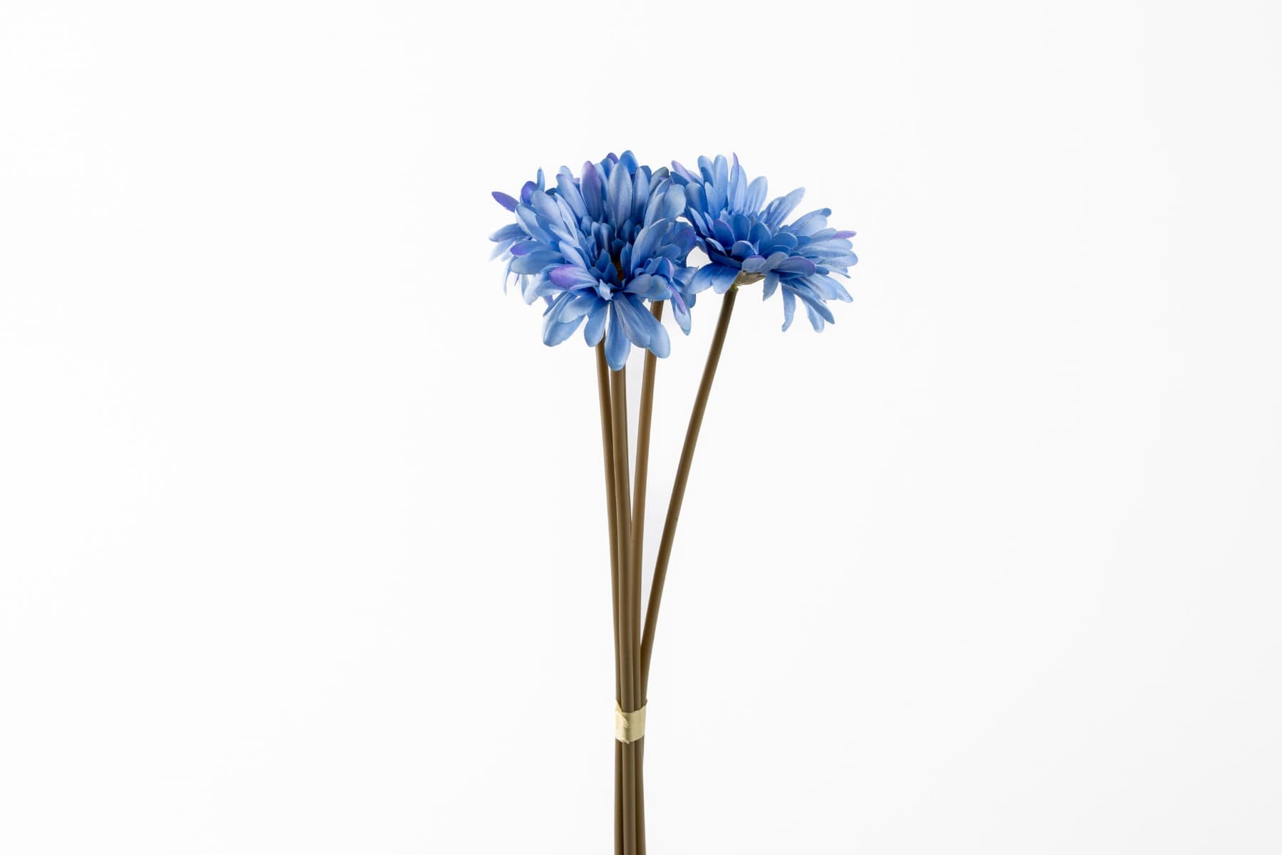 16" Blue Gerbera Bundle
