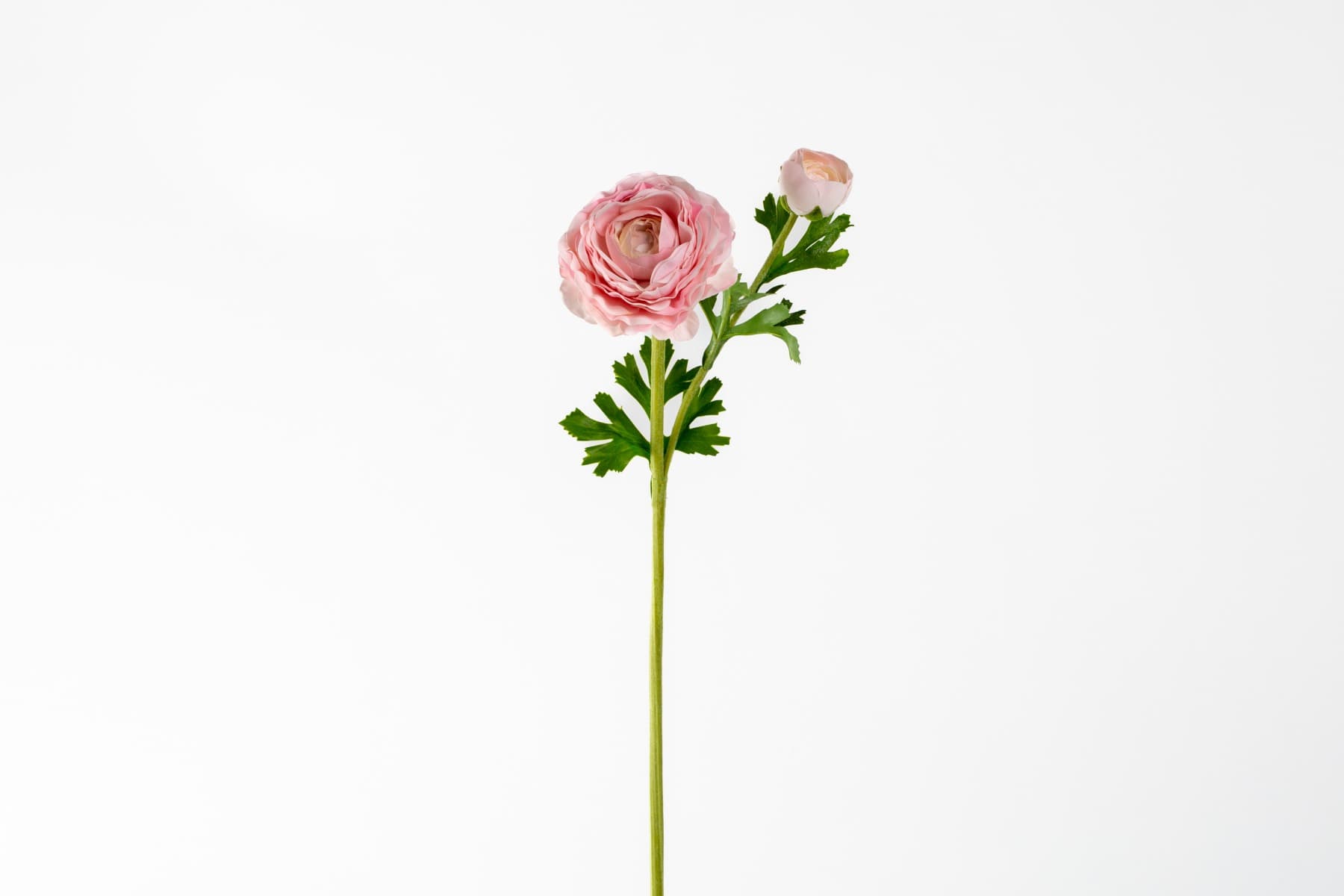 24" Pink Asiatic Ranunculus