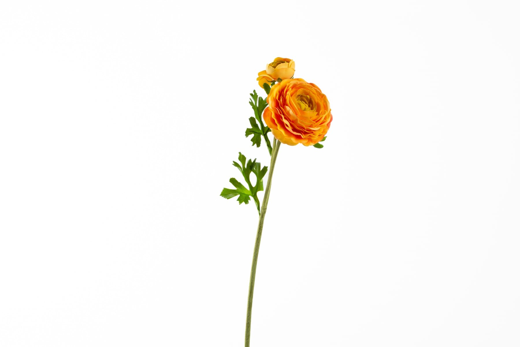 24" Yellow/Orange Asiatic Ranunculus