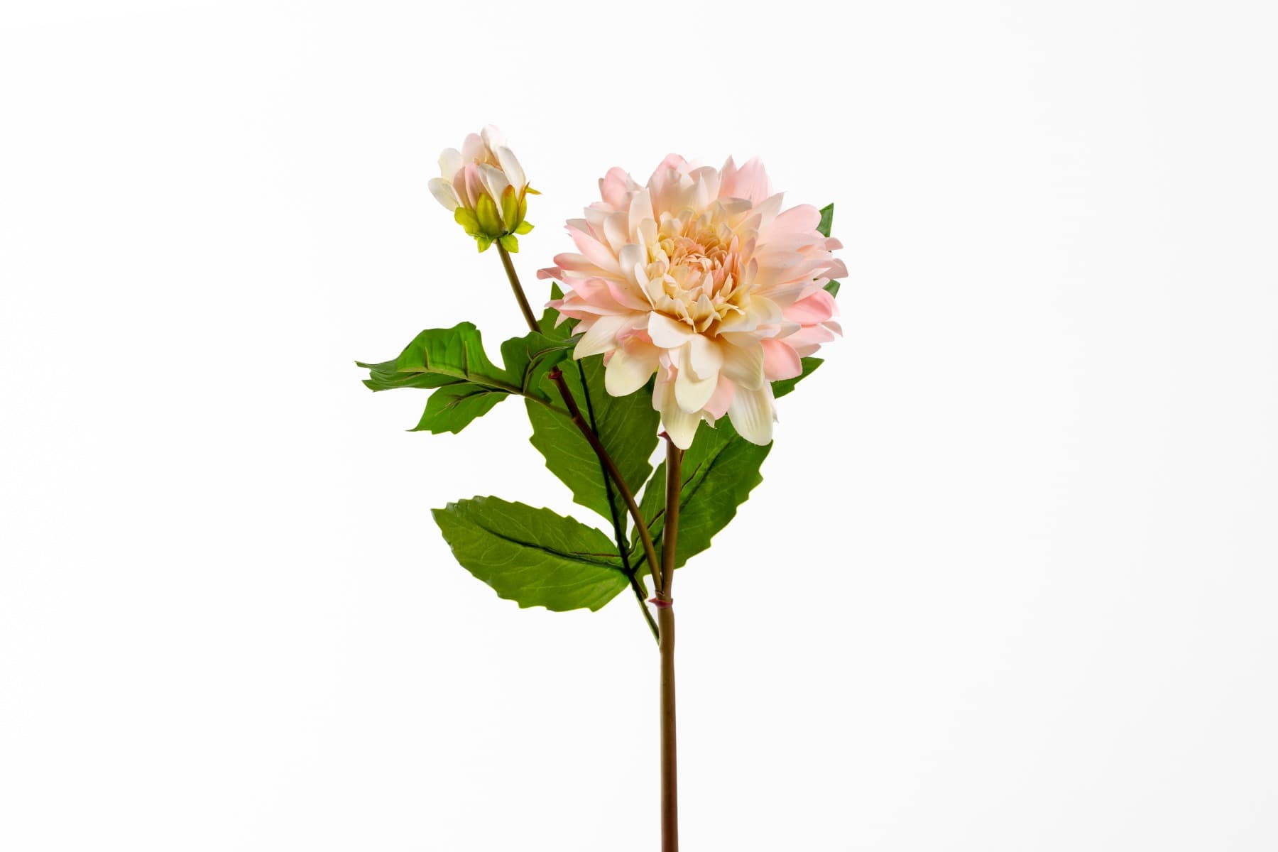 21" Blush Dahlia Fresh Touch
