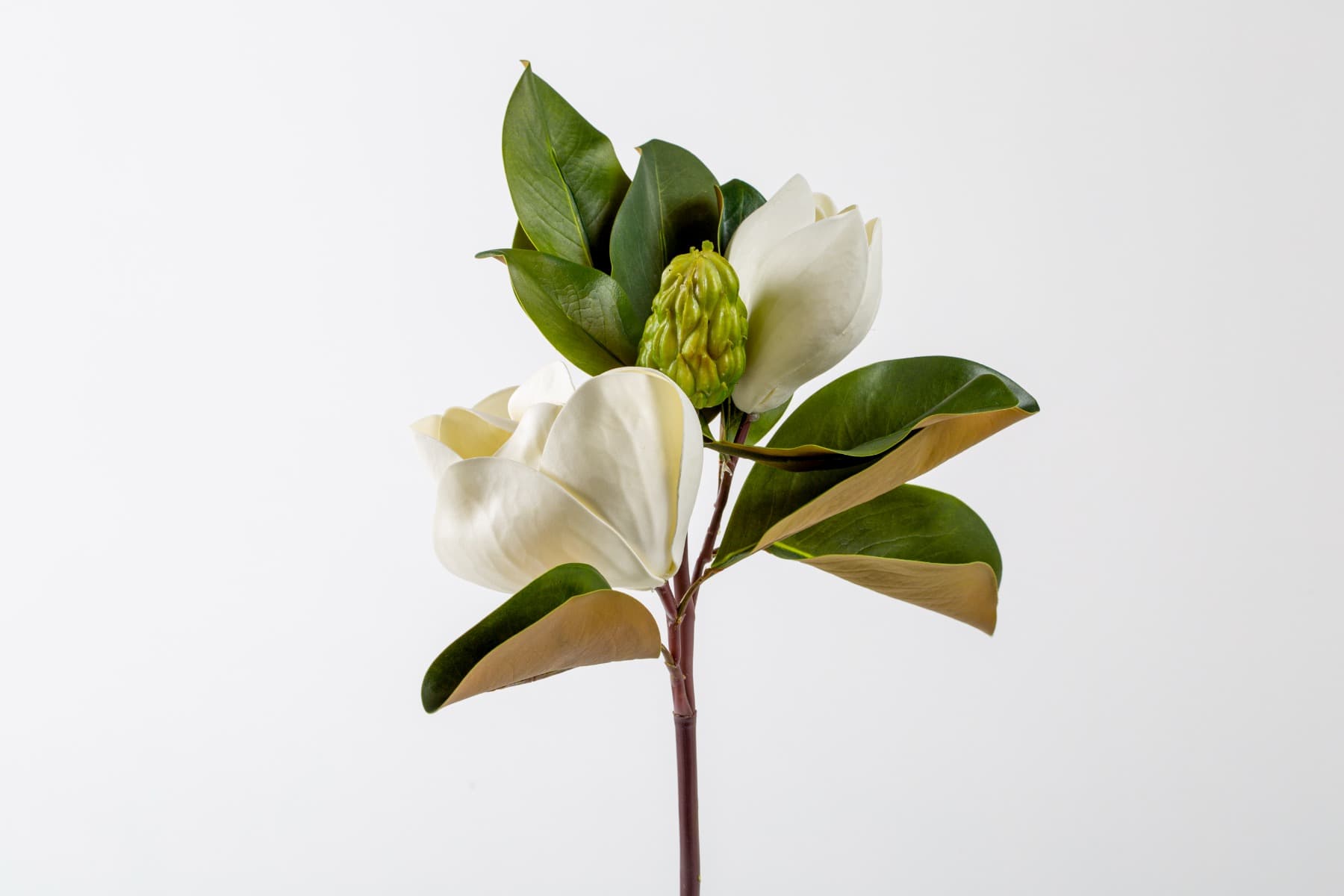 17" White Magnolia Stem