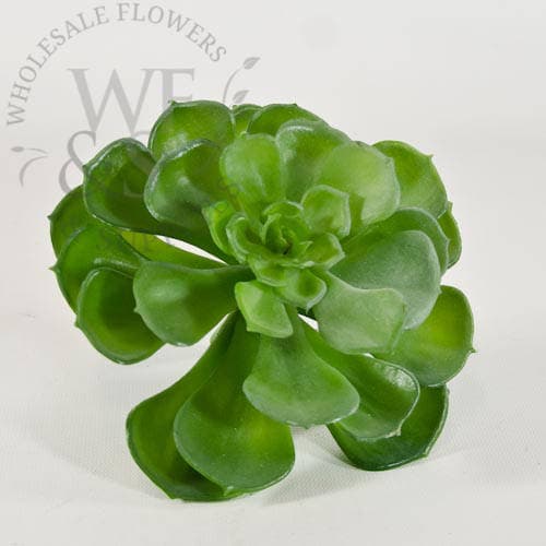 4" Green Echeveria Setosa Succulent