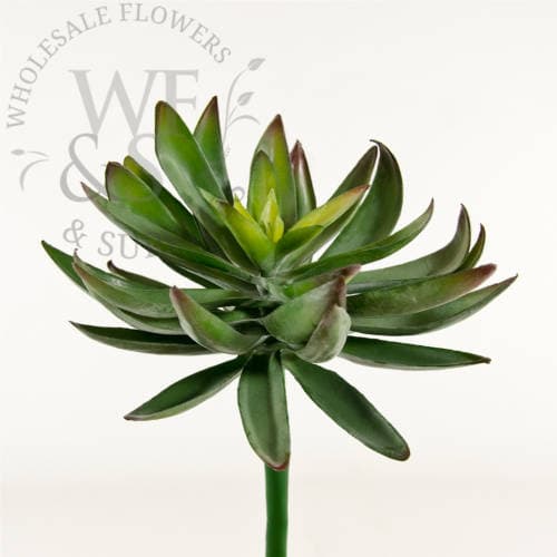 6.6" Dudleya Succulent Green Discontinued