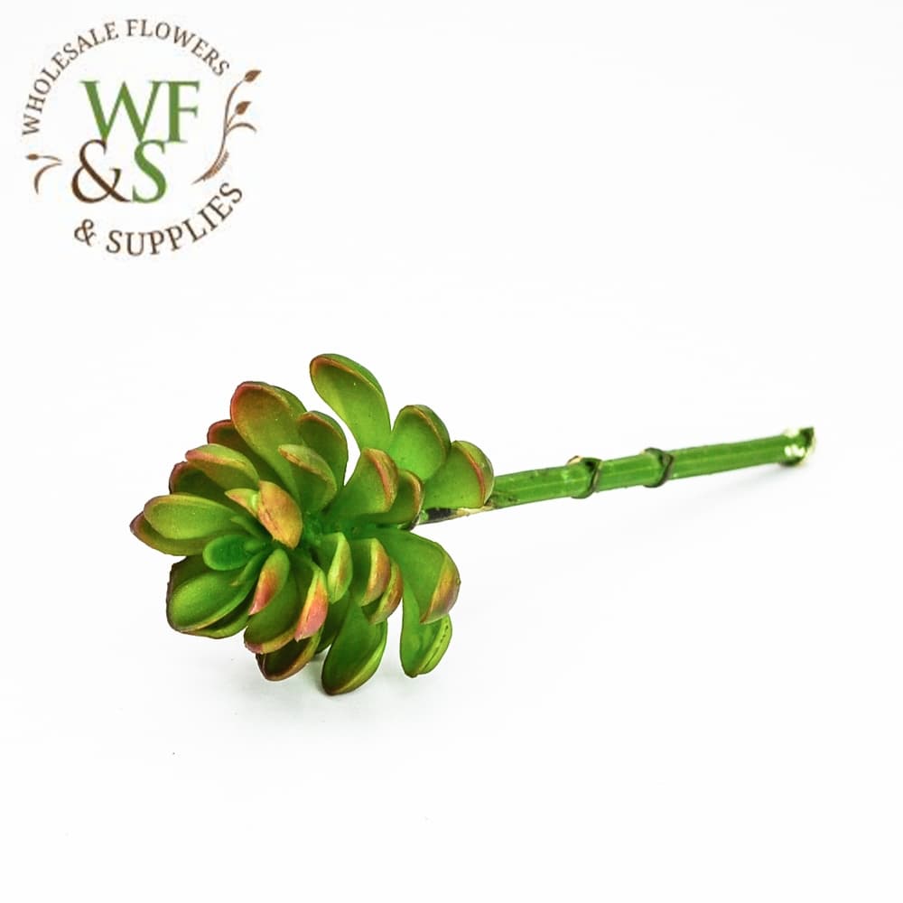 8" Mauve Echeveria Succulent