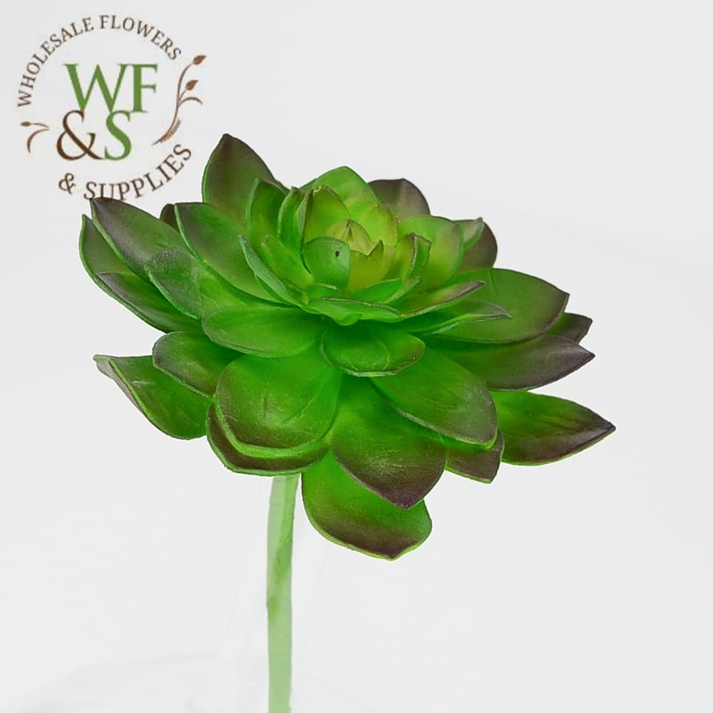 Purple Echeveria Succulent 8"