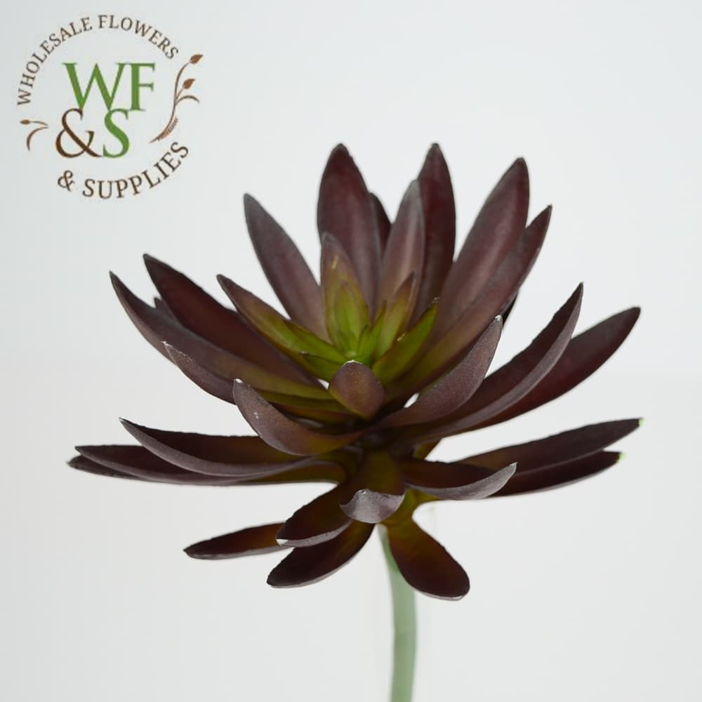 7.5" Rust Agave Succulent